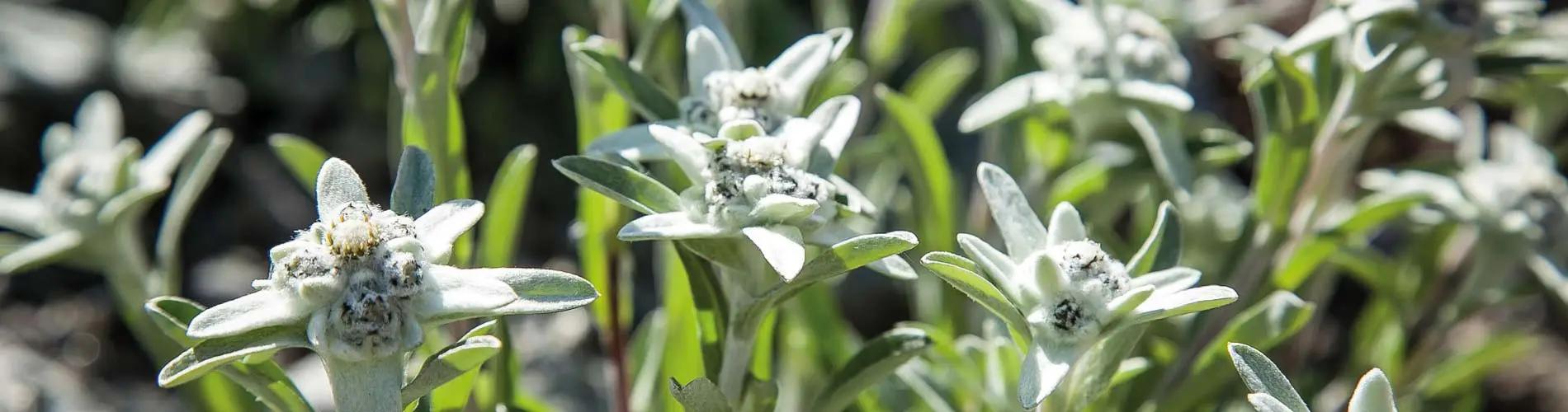 Edelweiss flowers