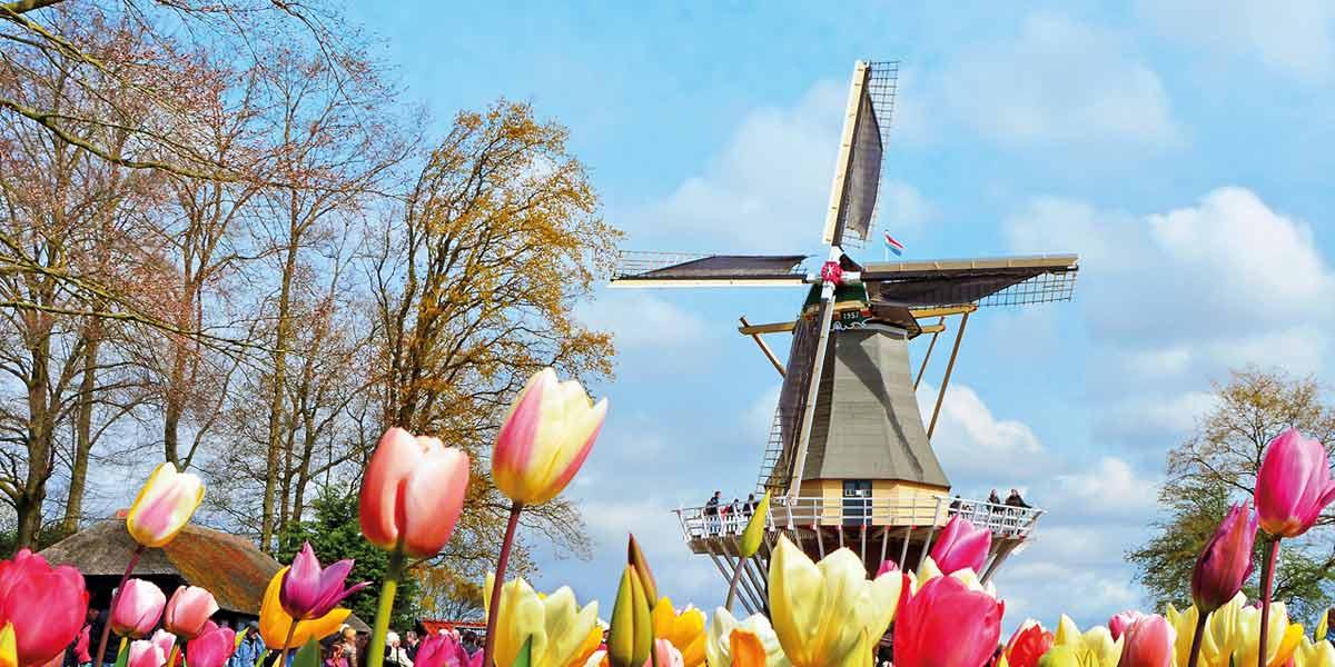 Tulips in Holland