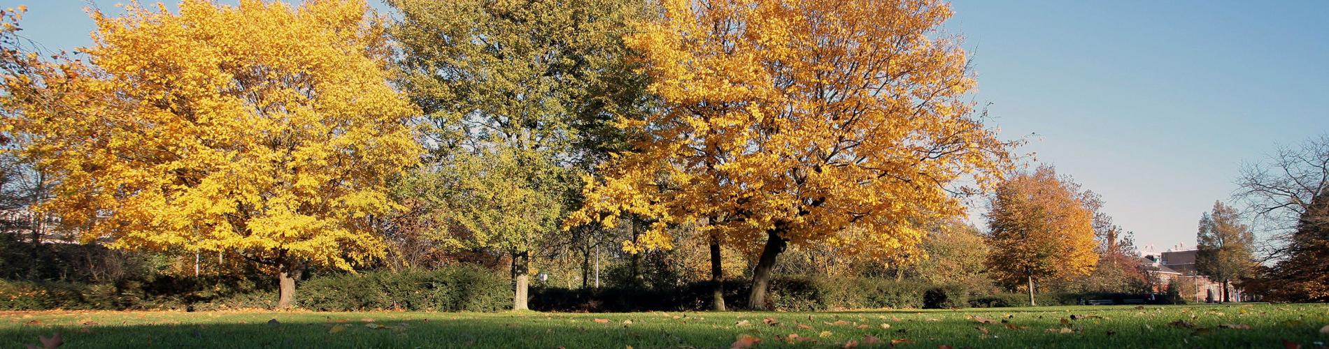 Westerpark Trees