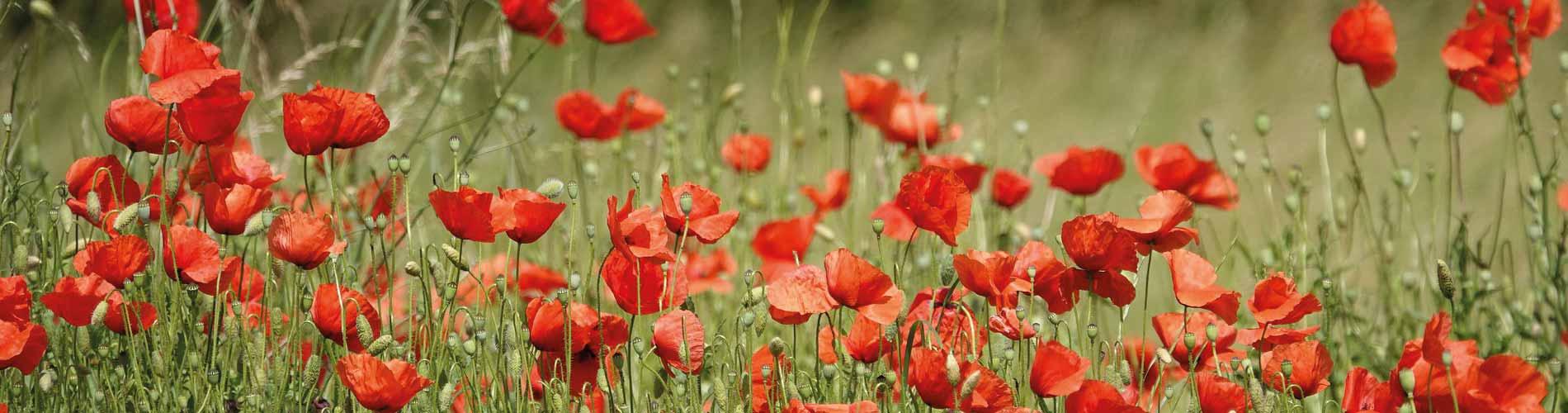 Poppies,