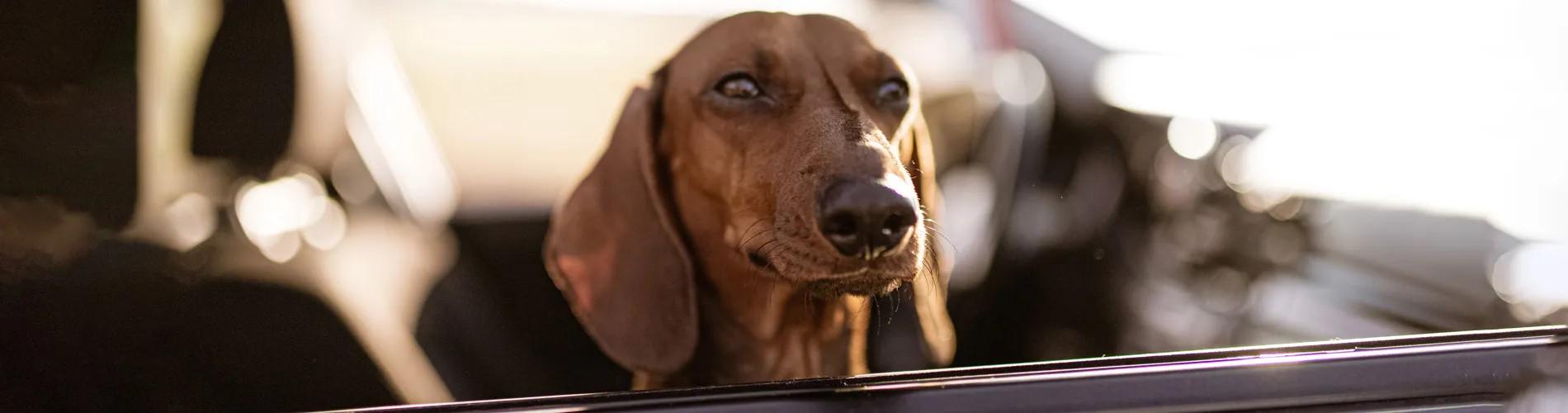 dog-in-car