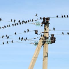 vente vogelwarte zwischenlandung-e1459945679338-240x240