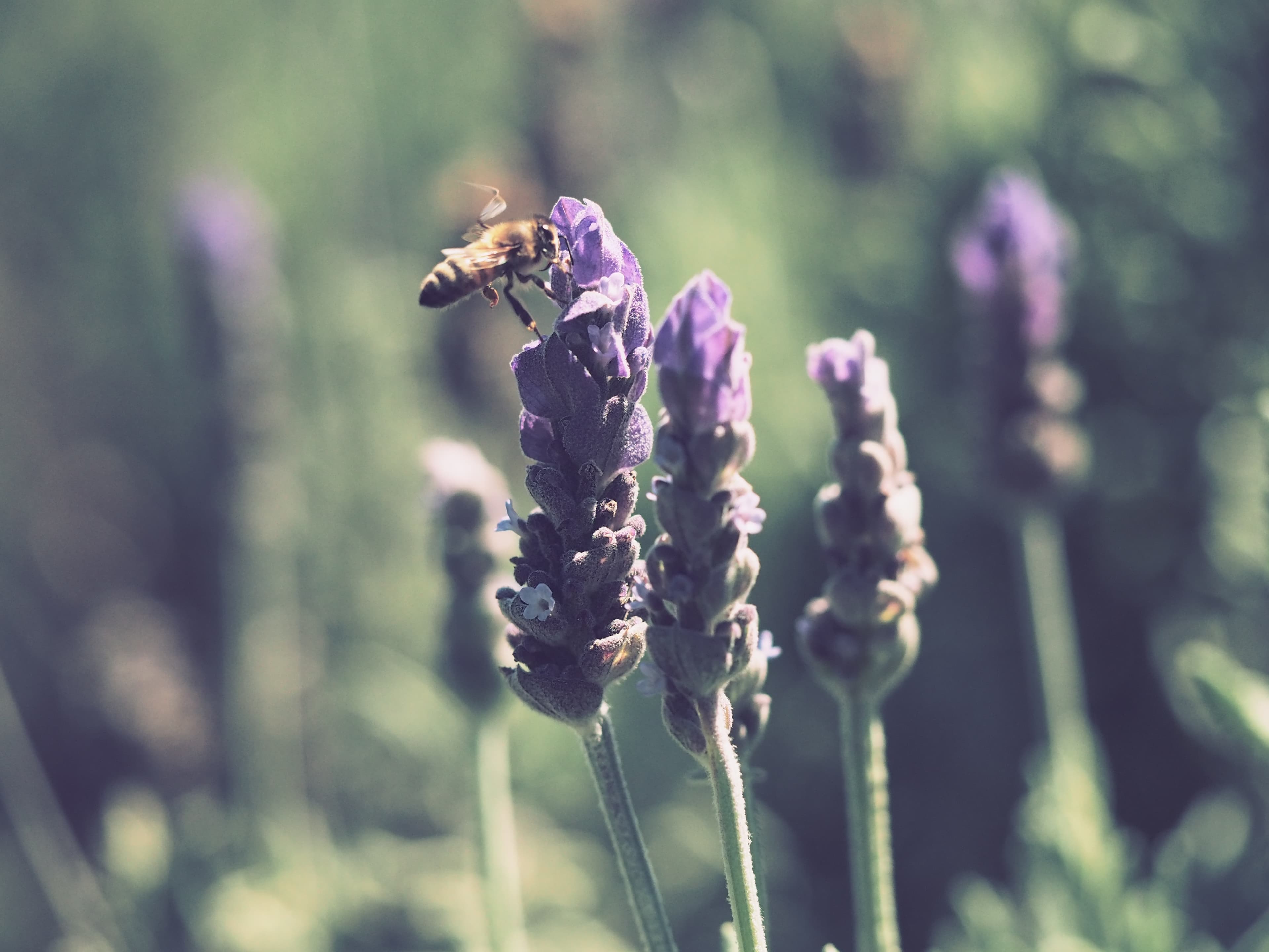 Bee and flowers