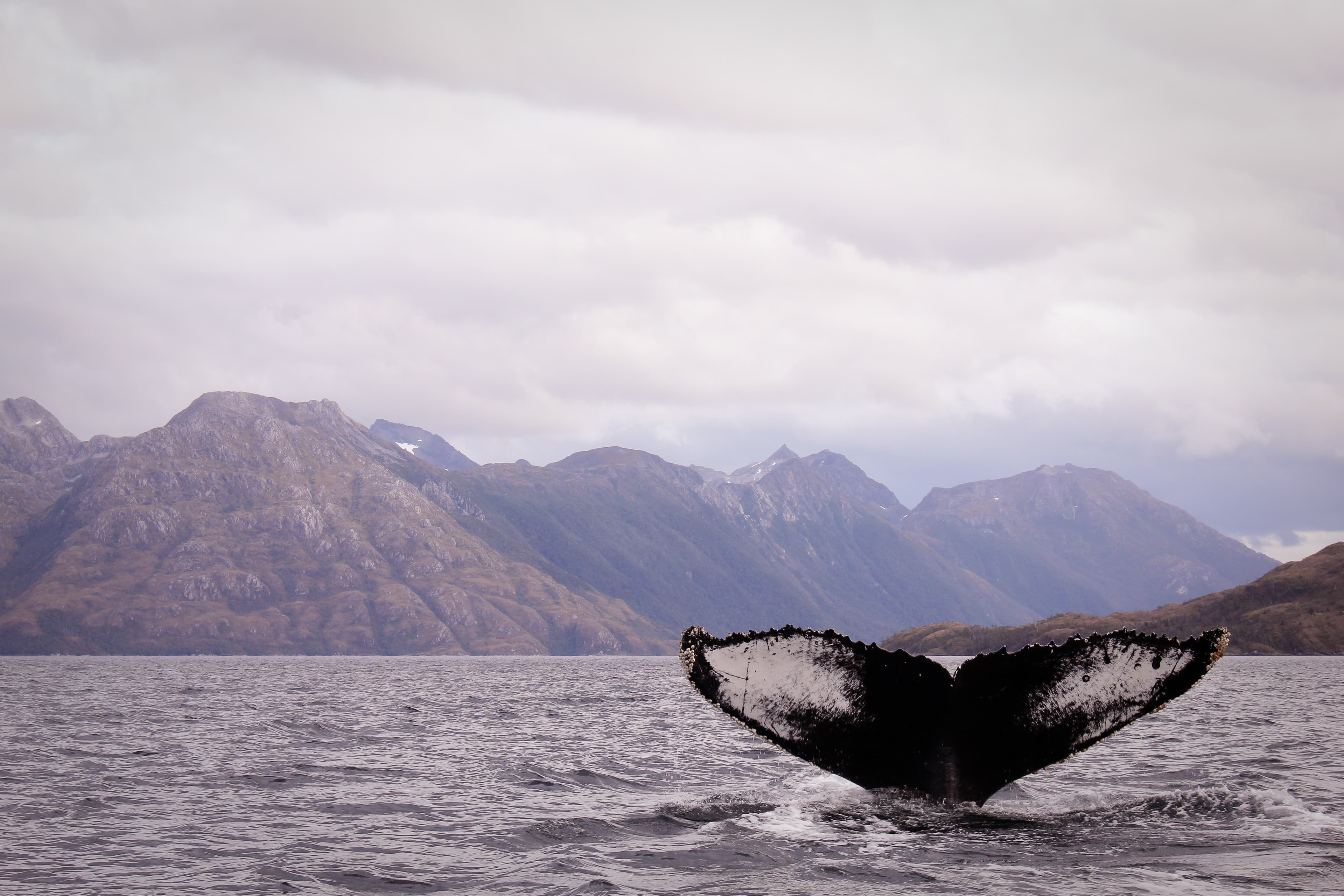 DFDS photo of whale's tail out of the water with mountains in the background